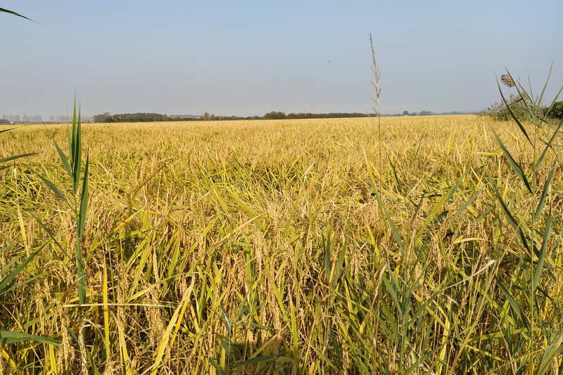27 ottobre 2019 - Caorle - le risaie e il pranzo di pesce