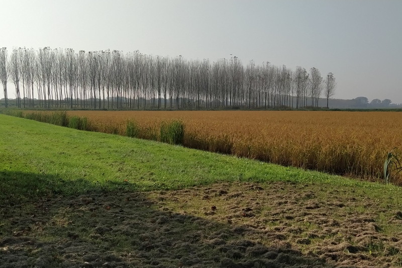 27 ottobre 2019 - Caorle - le risaie e il pranzo di pesce