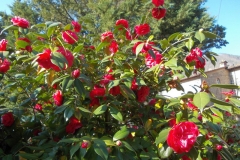 30-31 marzo 2019 - Le camelie della Lucchesia